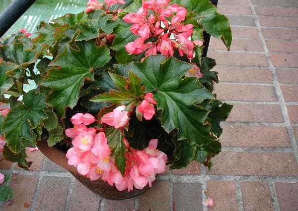 B. ‘Hannah Serr’